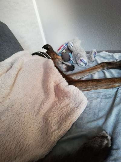 Windhunde - Treffen der besonderen Schönheiten
HERZLICH WILLKOMMEN-Beitrag-Bild