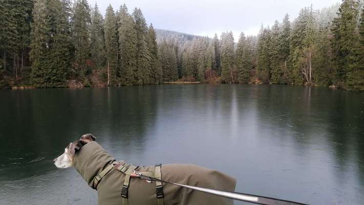 Windhunde - Treffen der besonderen Schönheiten
HERZLICH WILLKOMMEN-Beitrag-Bild