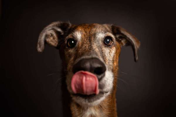 Windhunde - Treffen der besonderen Schönheiten
HERZLICH WILLKOMMEN-Beitrag-Bild