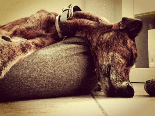 Foto's und Hundemodels-Beitrag-Bild