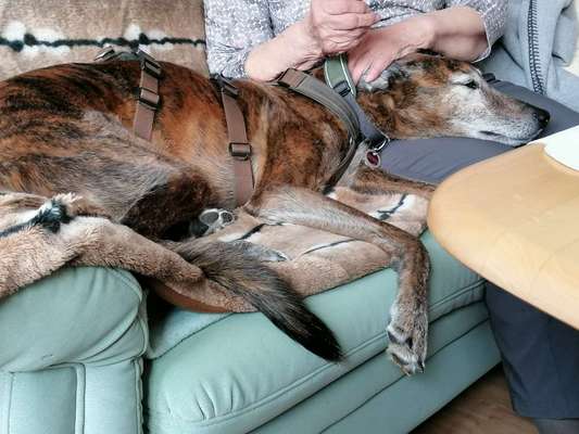 Windhunde - Treffen der besonderen Schönheiten
HERZLICH WILLKOMMEN-Beitrag-Bild