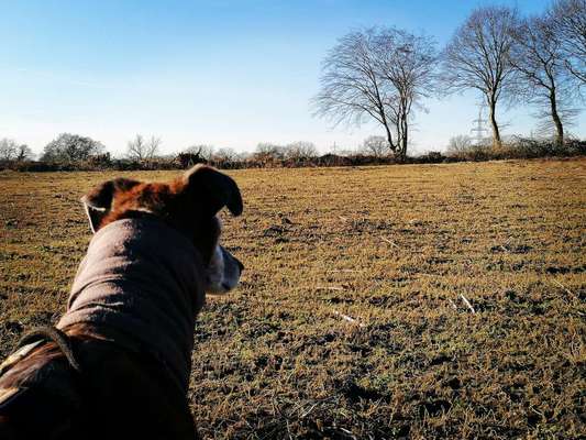 Windhunde - Treffen der besonderen Schönheiten
HERZLICH WILLKOMMEN-Beitrag-Bild