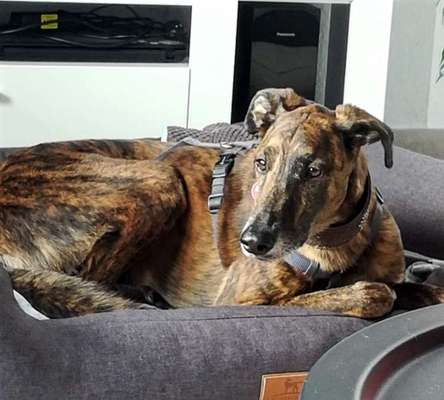 Windhunde - Treffen der besonderen Schönheiten
HERZLICH WILLKOMMEN-Beitrag-Bild