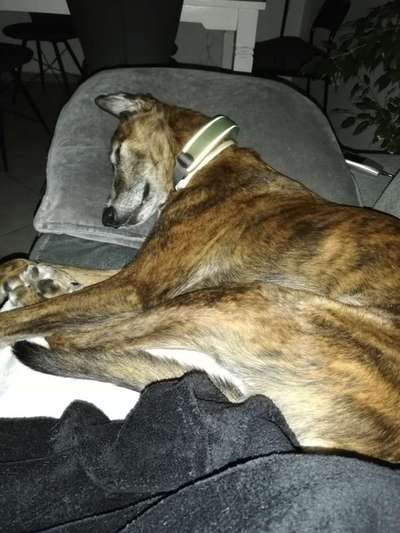 Windhunde - Treffen der besonderen Schönheiten
HERZLICH WILLKOMMEN-Beitrag-Bild