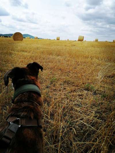 Windhunde - Treffen der besonderen Schönheiten
HERZLICH WILLKOMMEN-Beitrag-Bild