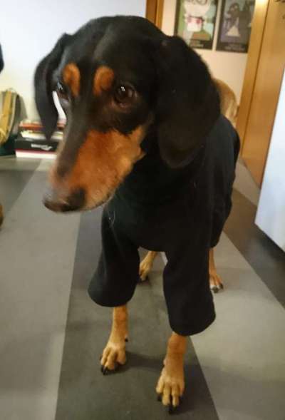 Windhunde - Treffen der besonderen Schönheiten
HERZLICH WILLKOMMEN-Beitrag-Bild