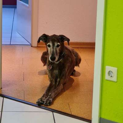 Gesundheitsförderung durch den Hund-Beitrag-Bild