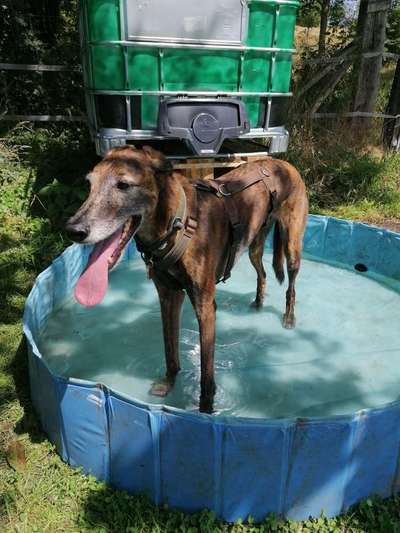 Hund aus dem Spanischen Tierschutz-Beitrag-Bild