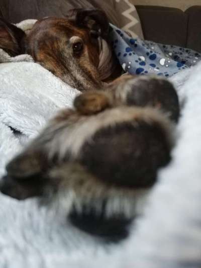 Windhunde - Treffen der besonderen Schönheiten
HERZLICH WILLKOMMEN-Beitrag-Bild