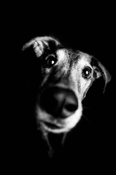 Windhunde - Treffen der besonderen Schönheiten
HERZLICH WILLKOMMEN-Beitrag-Bild