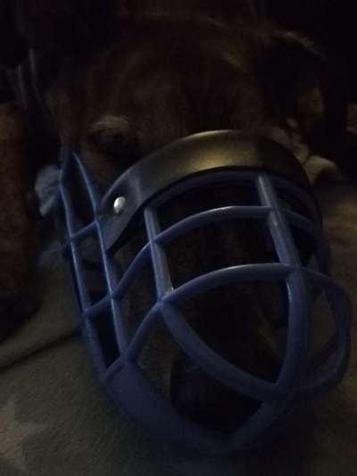 Windhunde - Treffen der besonderen Schönheiten
HERZLICH WILLKOMMEN-Beitrag-Bild