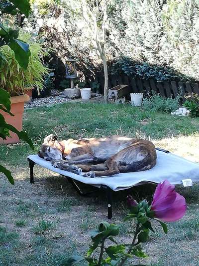 Windhunde - Treffen der besonderen Schönheiten
HERZLICH WILLKOMMEN-Beitrag-Bild