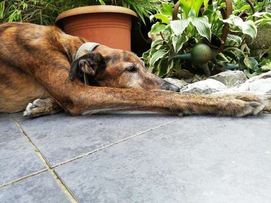 Windhunde - Treffen der besonderen Schönheiten
HERZLICH WILLKOMMEN-Beitrag-Bild