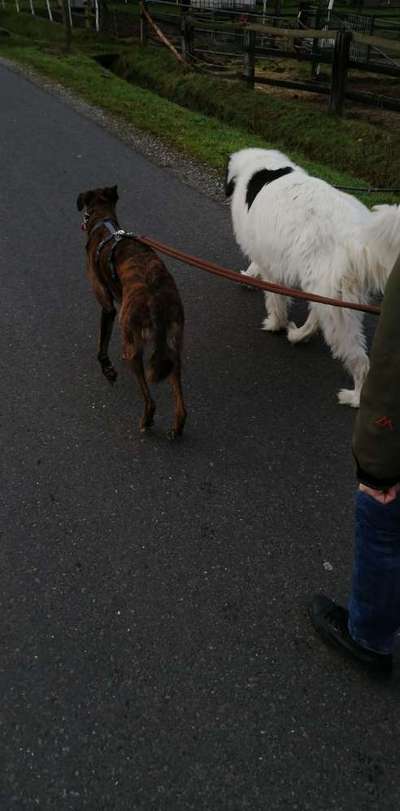 Windhunde - Treffen der besonderen Schönheiten
HERZLICH WILLKOMMEN-Beitrag-Bild