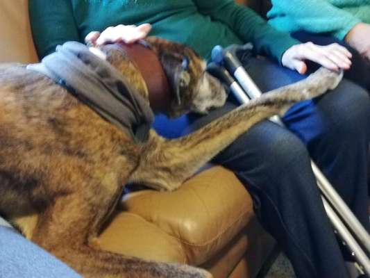 Windhunde - Treffen der besonderen Schönheiten
HERZLICH WILLKOMMEN-Beitrag-Bild