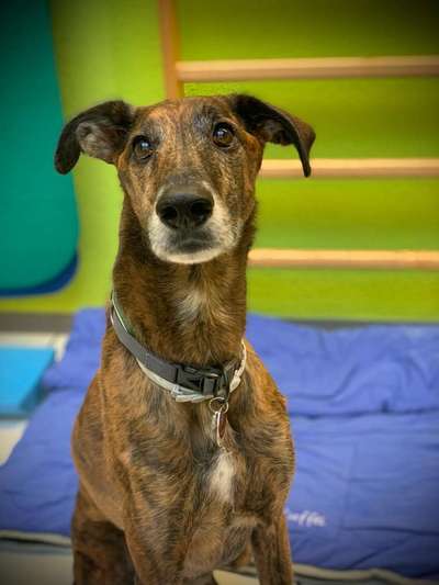 Windhunde - Treffen der besonderen Schönheiten
HERZLICH WILLKOMMEN-Beitrag-Bild