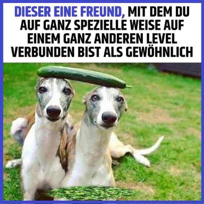 Windhunde - Treffen der besonderen Schönheiten
HERZLICH WILLKOMMEN-Beitrag-Bild