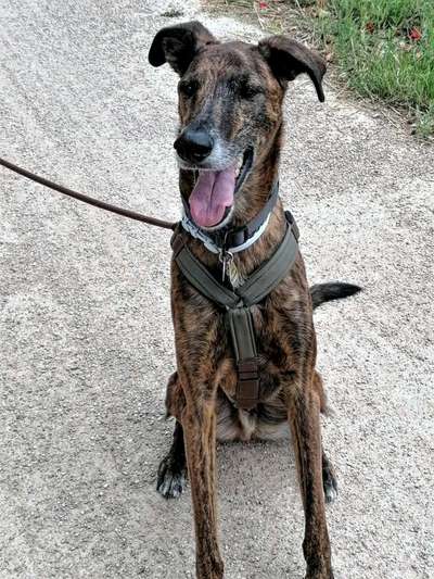 Windhunde - Treffen der besonderen Schönheiten
HERZLICH WILLKOMMEN-Beitrag-Bild