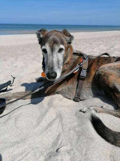 Windhunde - Treffen der besonderen Schönheiten
HERZLICH WILLKOMMEN-Beitrag-Bild