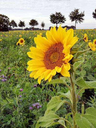 Windhunde - Treffen der besonderen Schönheiten
HERZLICH WILLKOMMEN-Beitrag-Bild
