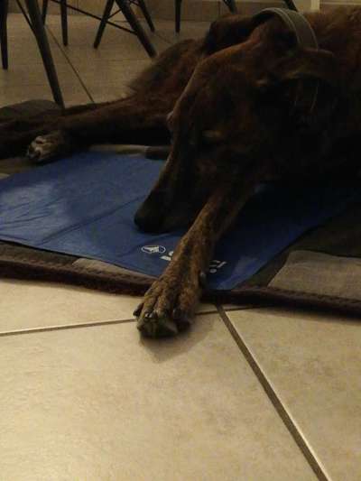 Windhunde - Treffen der besonderen Schönheiten
HERZLICH WILLKOMMEN-Beitrag-Bild