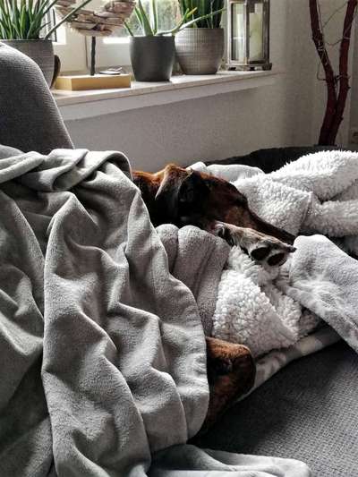 Windhunde - Treffen der besonderen Schönheiten
HERZLICH WILLKOMMEN-Beitrag-Bild