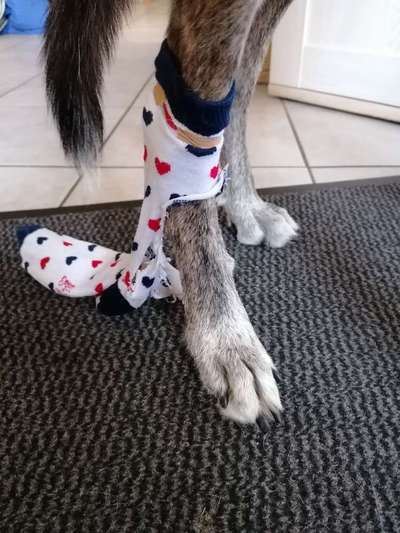 Windhunde - Treffen der besonderen Schönheiten
HERZLICH WILLKOMMEN-Beitrag-Bild