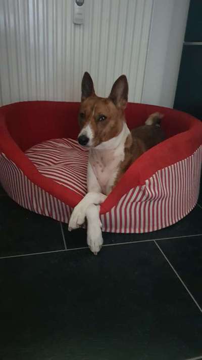 Seltene Rassen!-Beitrag-Bild