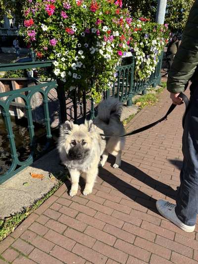 Hundetreffen-Junghündin sucht Freunde zum Spielen und Toben-Bild