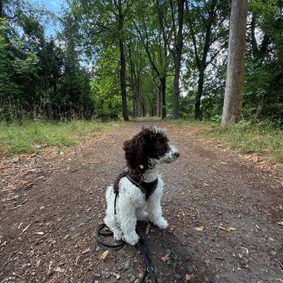 Hundetreffen-Spielrunde oder gemeinsam Gassi gehen-Bild