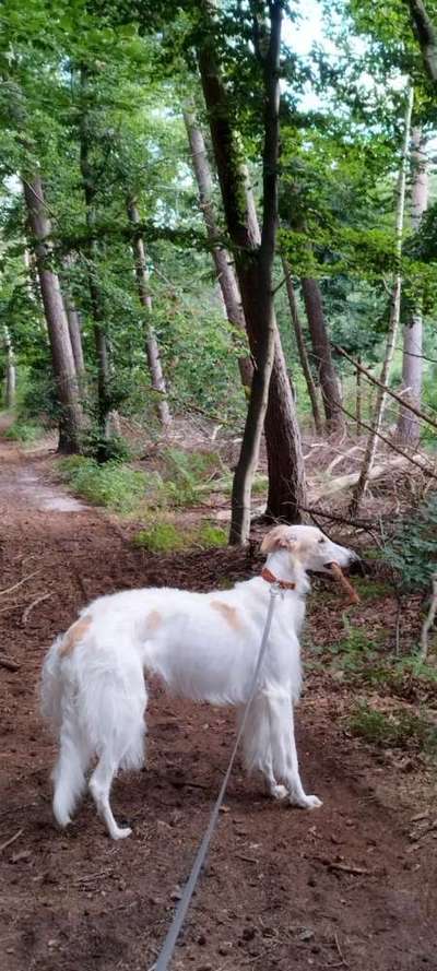 Hundetreffen-Windhunde in Mölln-Bild