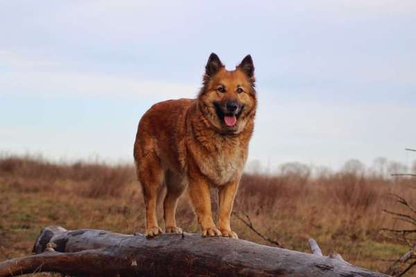 Harzer Fuchs-Beitrag-Bild