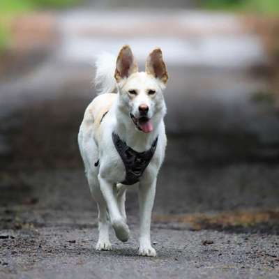 Hundetreffen-Gemeinsame Spaziergänge-Bild
