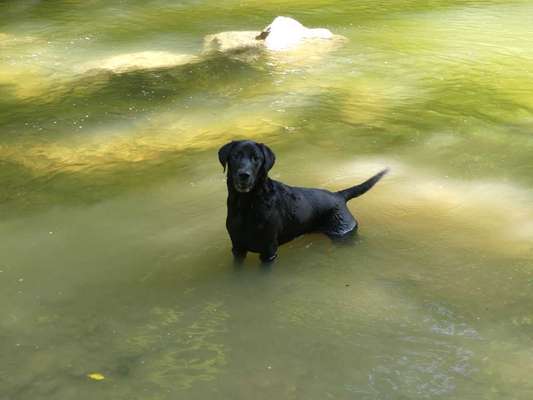 Hundetreffen-Austoben & Spielen mit Yoki-Bild