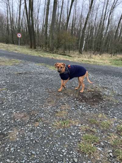 Rhodesian Ridgeback-Beitrag-Bild