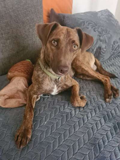 Tierschutzhunde suchen ein Zuhause-Beitrag-Bild