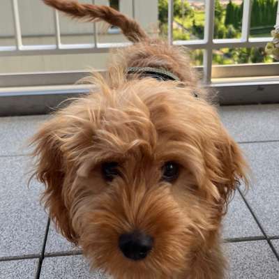 Hundetreffen-Gassi und Spielrunde 🐾☀️-Bild