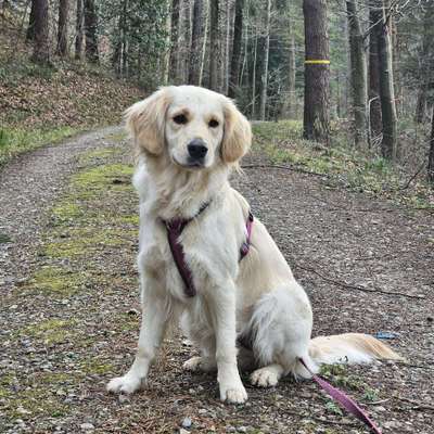 Hundetreffen-Spiel & Spass beim spazieren-Bild