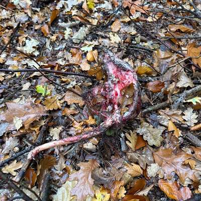 Giftköder-Überreste einer Gans! Herr Wolf ist da!-Bild