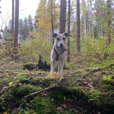 Hundetreffen-Gassirunde und spielen-Bild