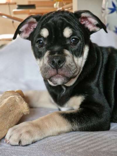 Welpen Bilder !-Beitrag-Bild