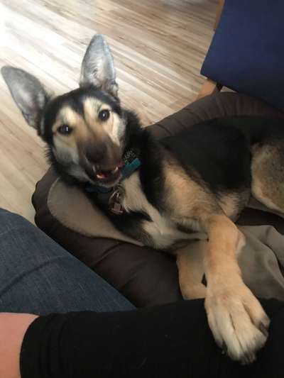 Welche Hunderasse-Beitrag-Bild