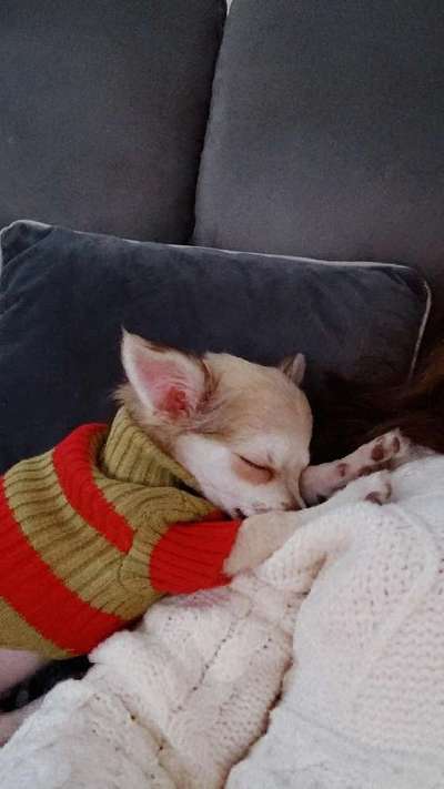 Hundetreffen-Suchen kleine Spielgefährten 🐾-Bild