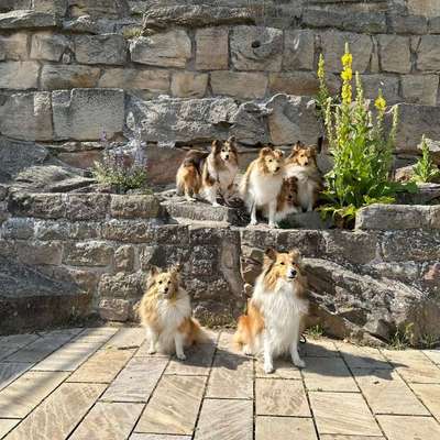 aktuelles Foto Gruppe Backen für Hunde