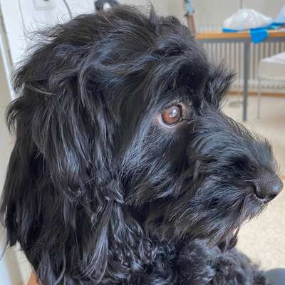 Hundetreffen-Treffen mit kleinen Hunden-Profilbild