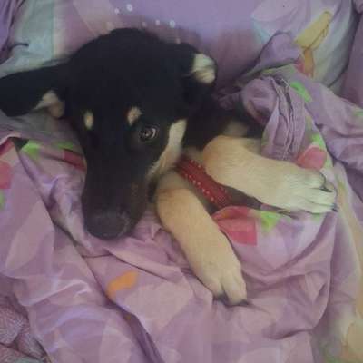 Hundetreffen-Welpen treffen-Bild