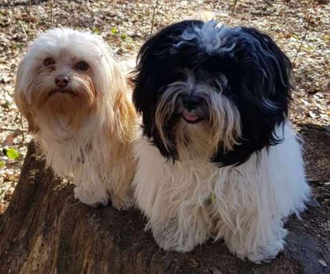 Bester Freund, Hundekumpel - zeigt her!-Beitrag-Bild