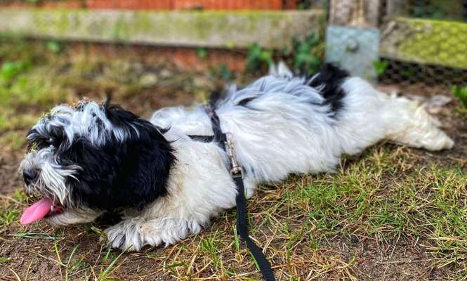 Bolonka Zwetna Freunde-Beitrag-Bild