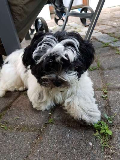 bolonka zwetna 😁-Beitrag-Bild