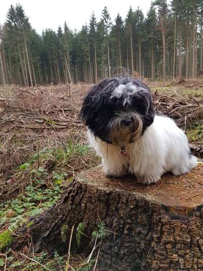 Kleine Hunde ganz Groß-Beitrag-Bild